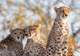 Transfer Stellenbosch to Sanbona Wildlife Reserve