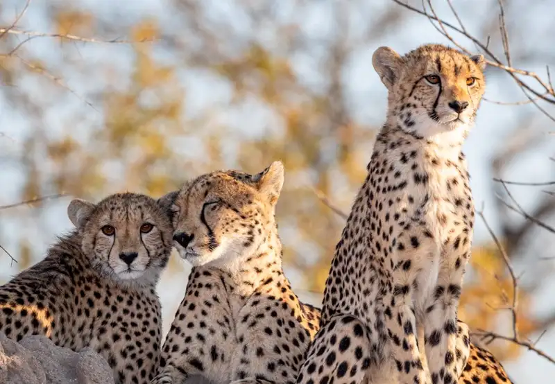Transfer Stellenbosch to Sanbona Wildlife Reserve