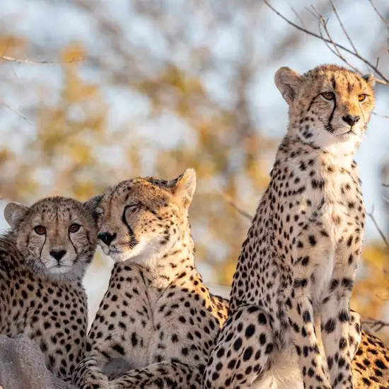 Image related to Transfer Stellenbosch to Sanbona Wildlife Reserve