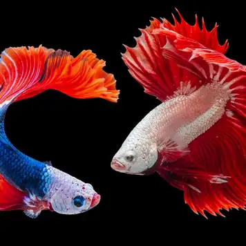 Image related to Gdynia Aquarium