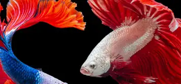 Image related to Gdynia Aquarium