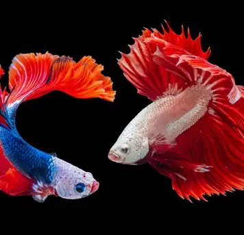 Image related to Gdynia Aquarium
