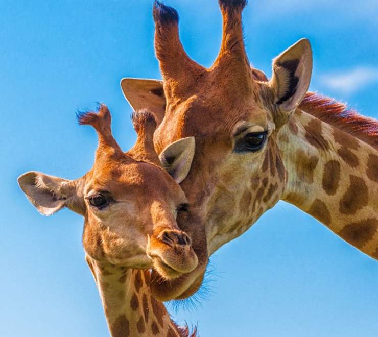 South African Giraffe