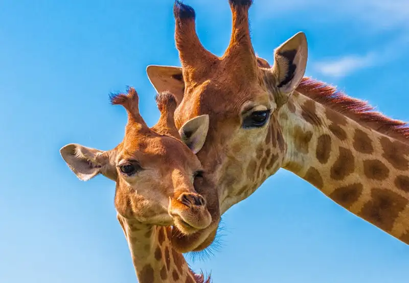 South African Giraffe
