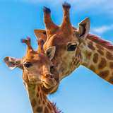 Image related to South African Giraffe