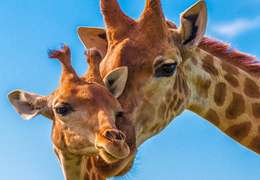 IgluCruise.Application.ViewModels.Shared.WebImageViewModel?.Description