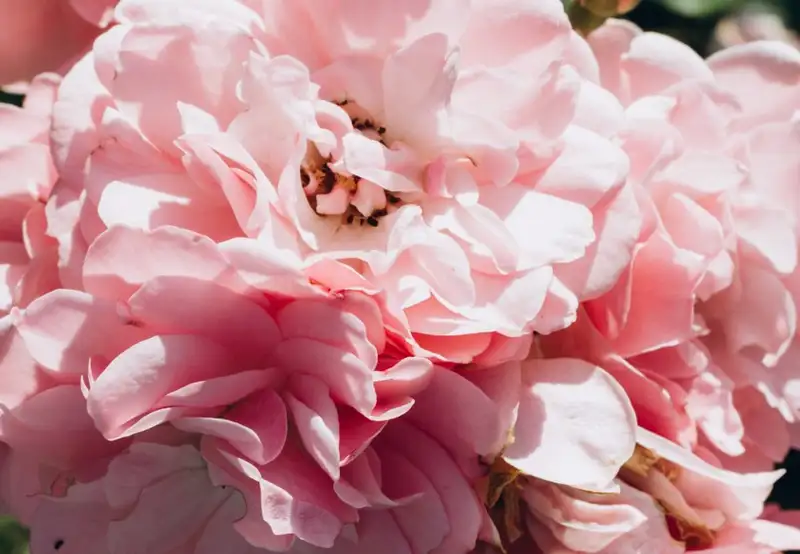 Image related to Bloedel Reserve