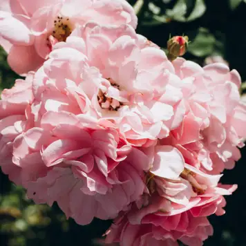 Image related to Bloedel Reserve