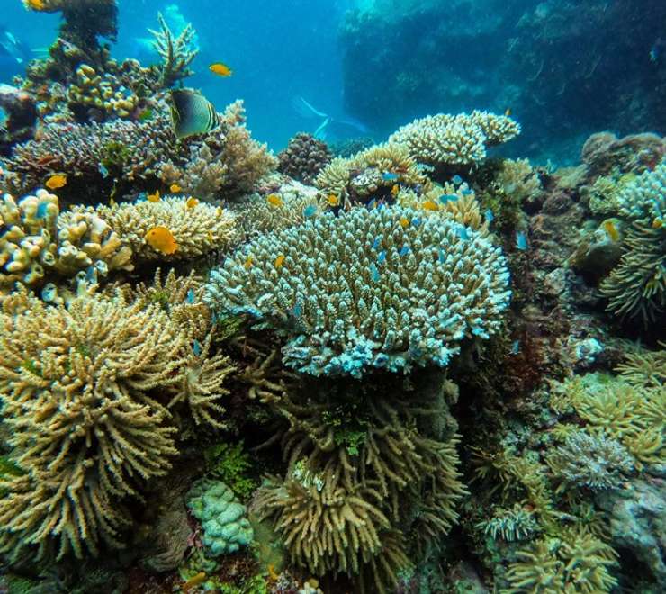 Coral Lagoon