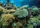 Coral Lagoon
