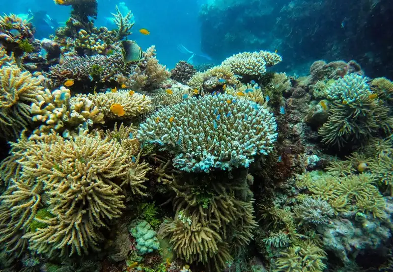 Coral Lagoon