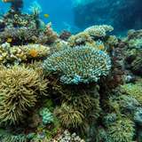 Image related to Coral Lagoon