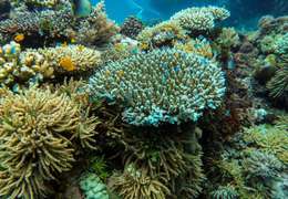 IgluCruise.Application.ViewModels.Shared.WebImageViewModel?.Description