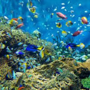 Image related to Aqua World Ibaraki Oarai Aquarium