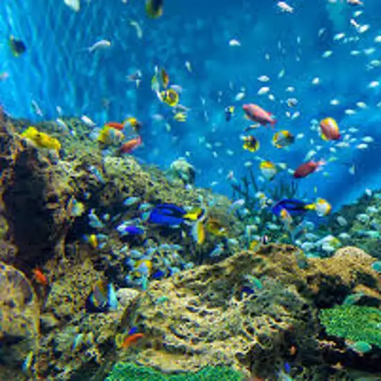 Image related to Aqua World Ibaraki Oarai Aquarium