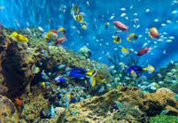 IgluCruise.Application.ViewModels.Shared.WebImageViewModel?.Description