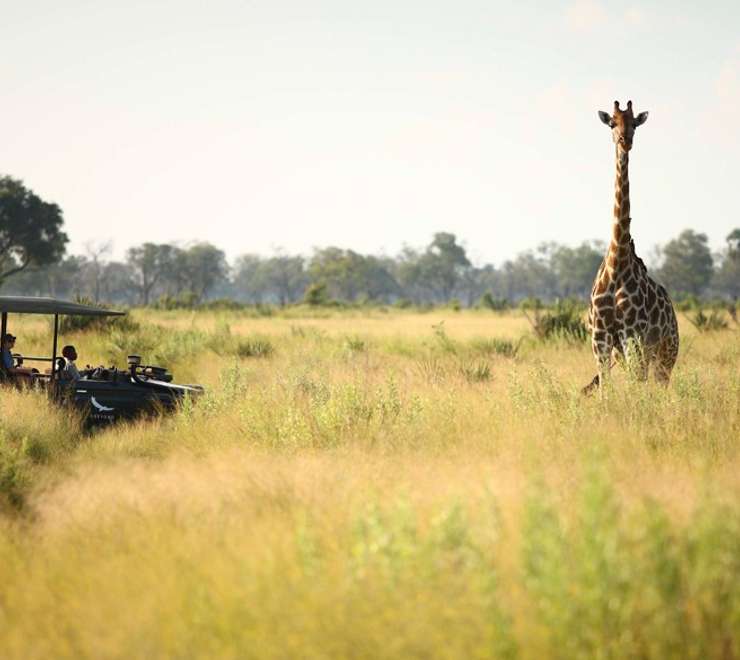 Okavango Delta, Botswana- Game Drives