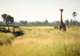 Okavango Delta, Botswana- Game Drives