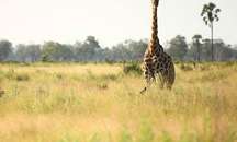 Okavango Delta, Botswana- Game Drives