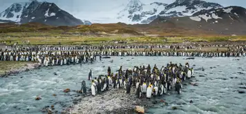 Image related to South Georgia Island - Overnight onboard