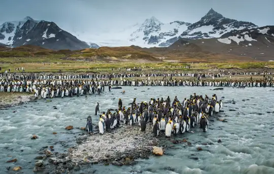 Image related to South Georgia Island