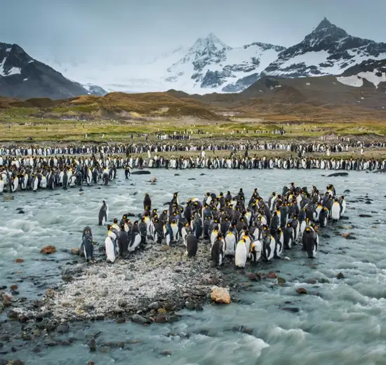 Image related to South Georgia Island - Overnight onboard