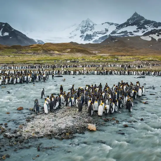 Image related to South Georgia Island - Overnight onboard