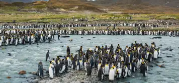 Image related to South Georgia Island