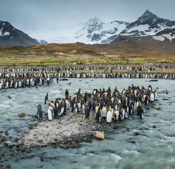 South Georgia Island