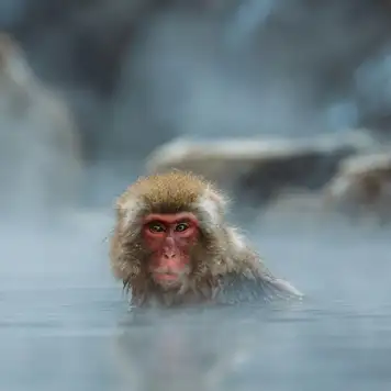 Image related to Yudanaka