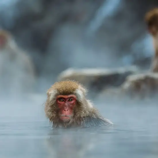 Image related to Yudanaka