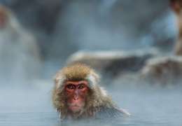 IgluCruise.Application.ViewModels.Shared.WebImageViewModel?.Description