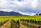 Hunter Valley - Food & Wine Tour