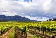 Hunter Valley - Food & Wine Tour
