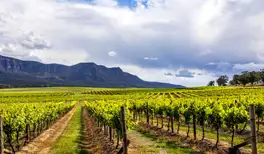 Image related to Hunter Valley - Food & Wine Tour