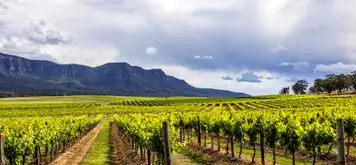 Hunter Valley - Food & Wine Tour