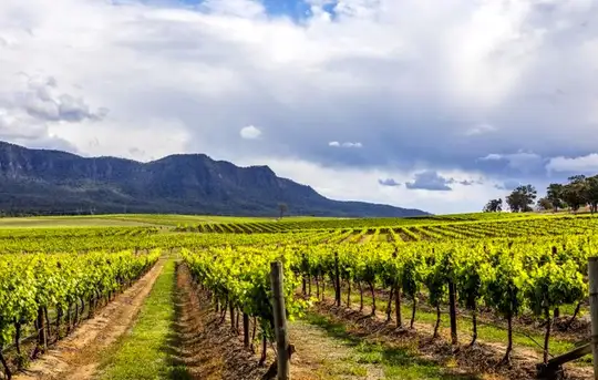 Image related to Hunter Valley - Food & Wine Tour