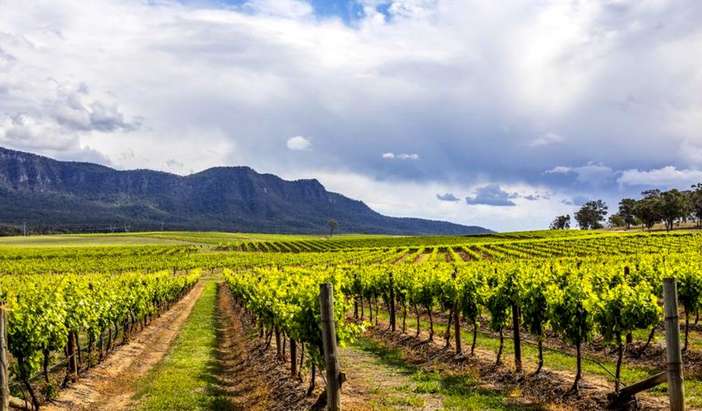 Hunter Valley - Food & Wine Tour
