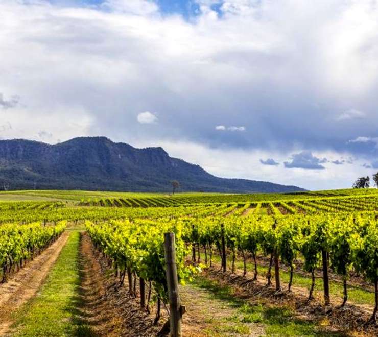 Hunter Valley - Food & Wine Tour