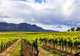 Hunter Valley - Food & Wine Tour