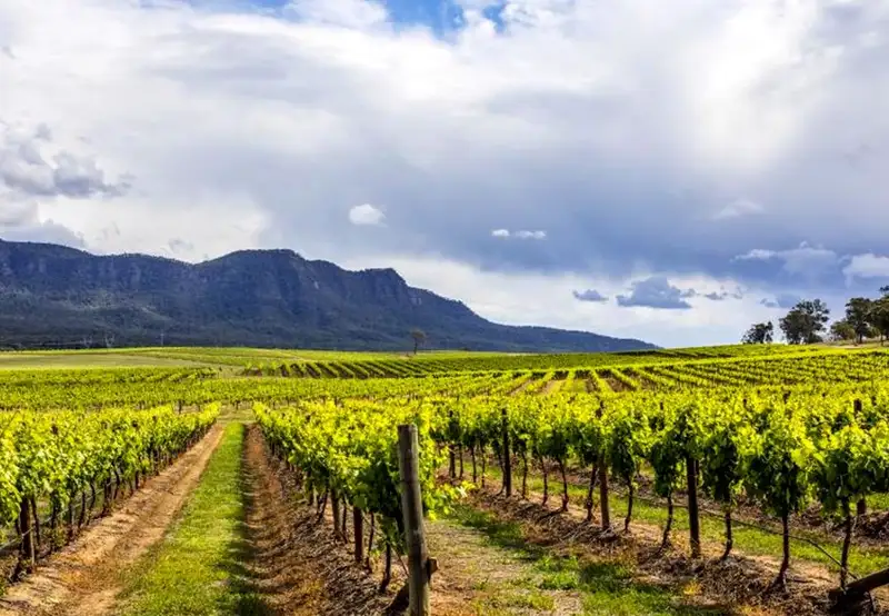 Hunter Valley - Food & Wine Tour