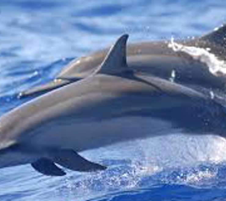 Swim with Spinner Dolphins 