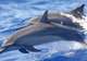 Swim with Spinner Dolphins 