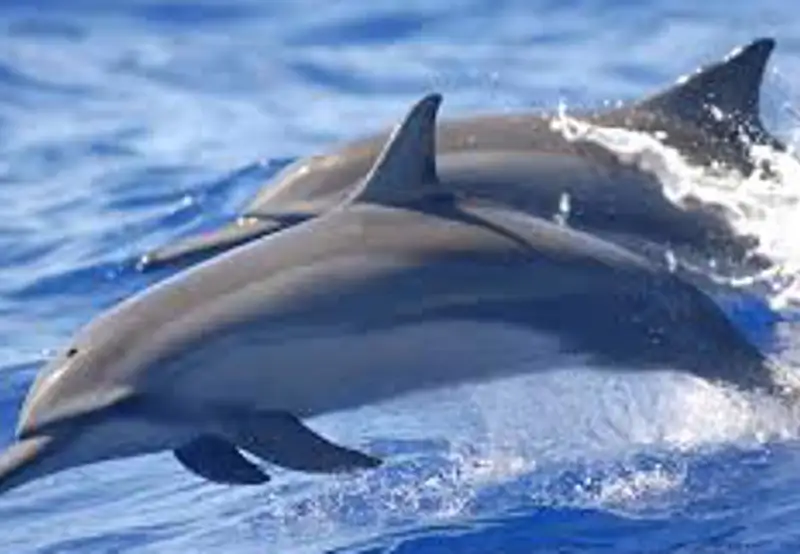 Swim with Spinner Dolphins 