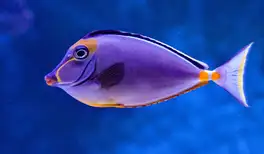 Image related to La Rochelle Aquarium