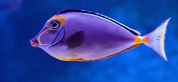 Image related to La Rochelle Aquarium