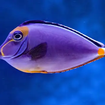 Image related to Image related to La Rochelle Aquarium