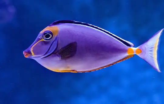 Image related to La Rochelle Aquarium