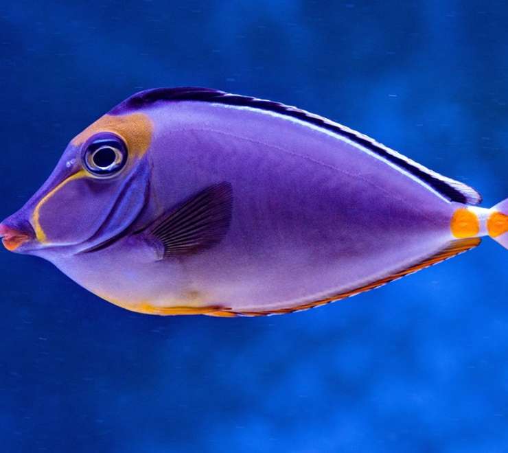 La Rochelle Aquarium