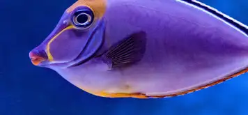 Image related to La Rochelle Aquarium